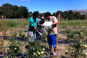 irrigation0242a